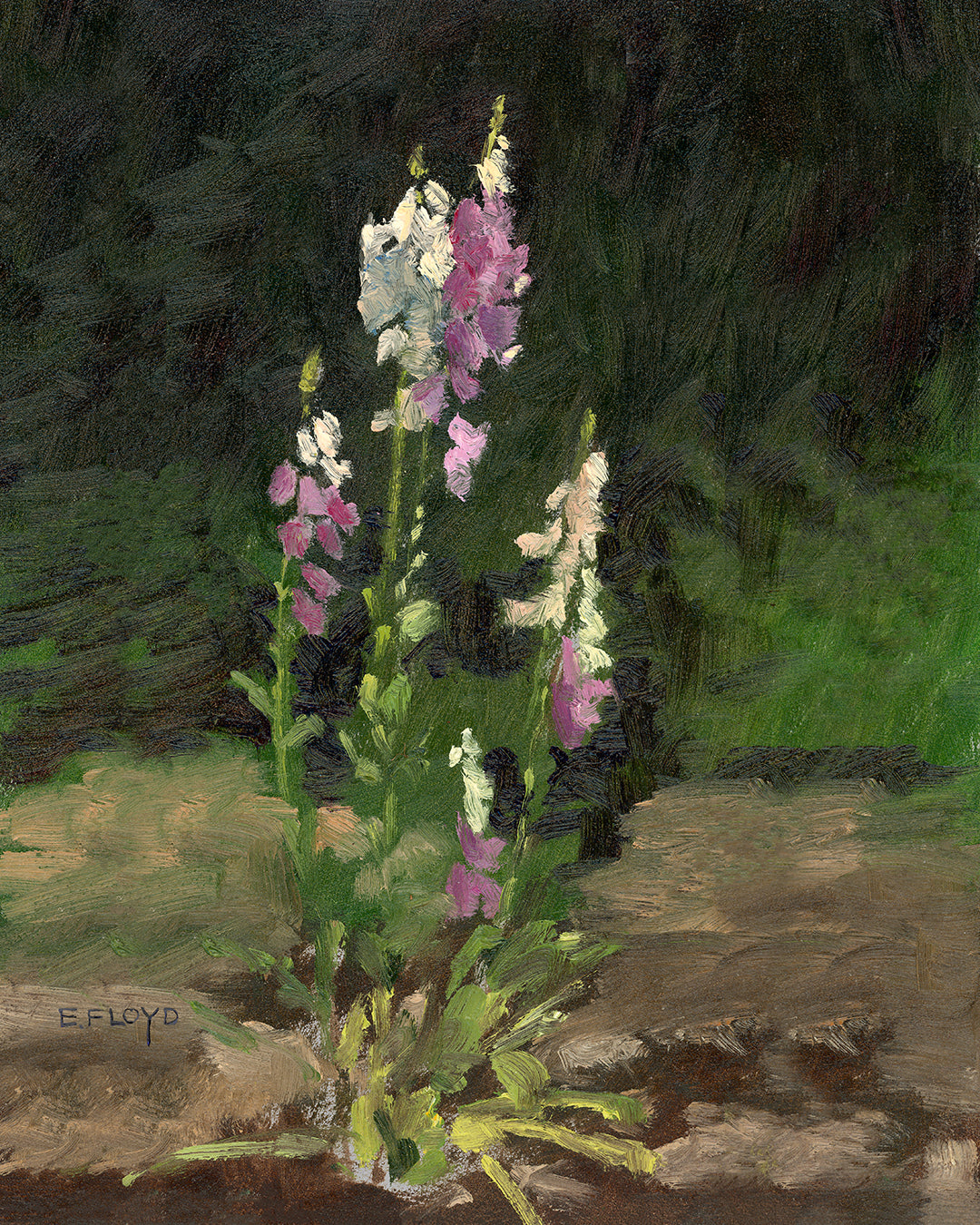 Foxgloves a 16