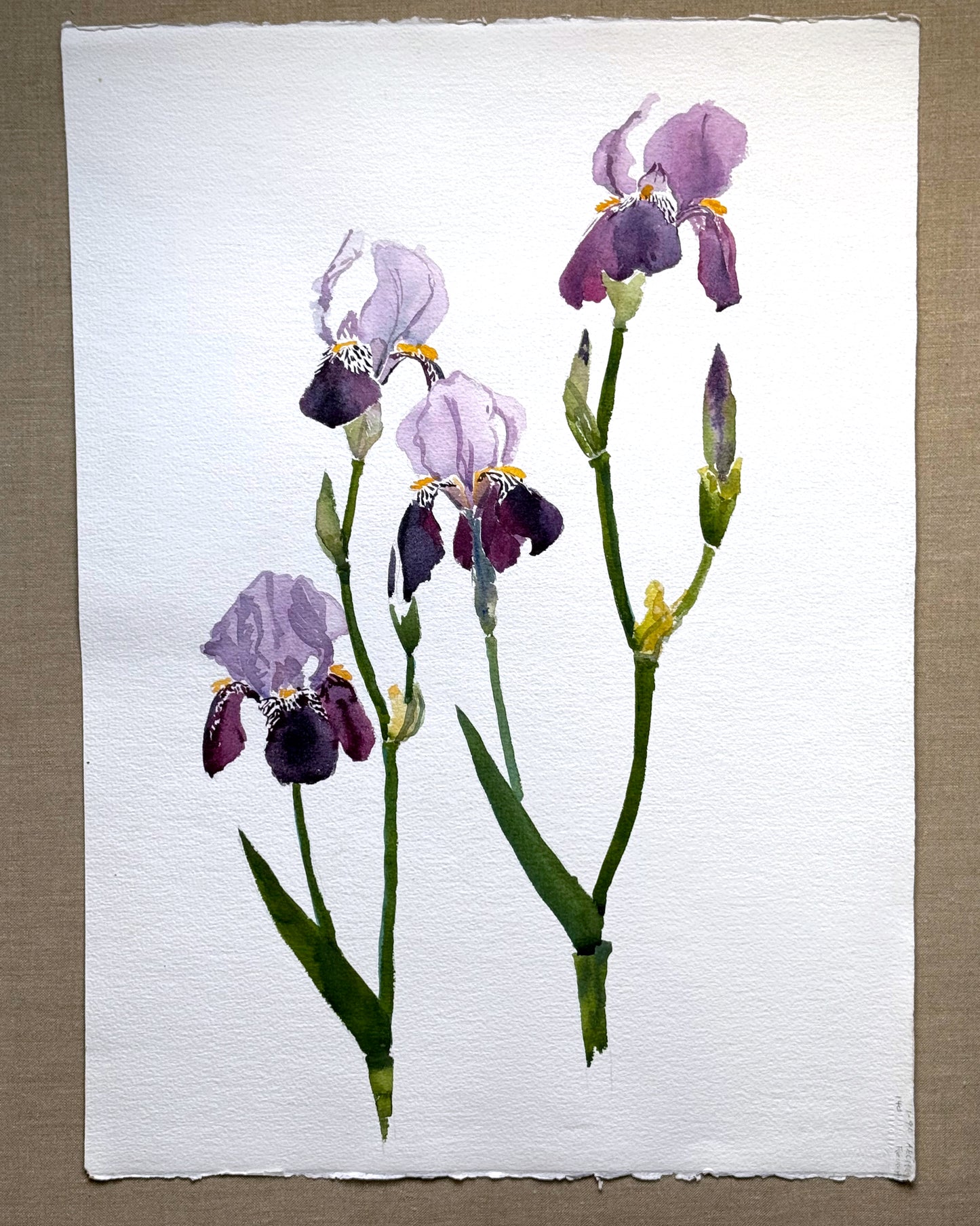 ORIGINAL ART: Irises, unframed watercolor, 22.5 x 16 inches
