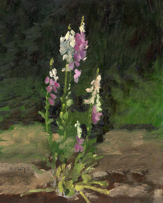 September 2024 - Limited Edition Print - Foxglove