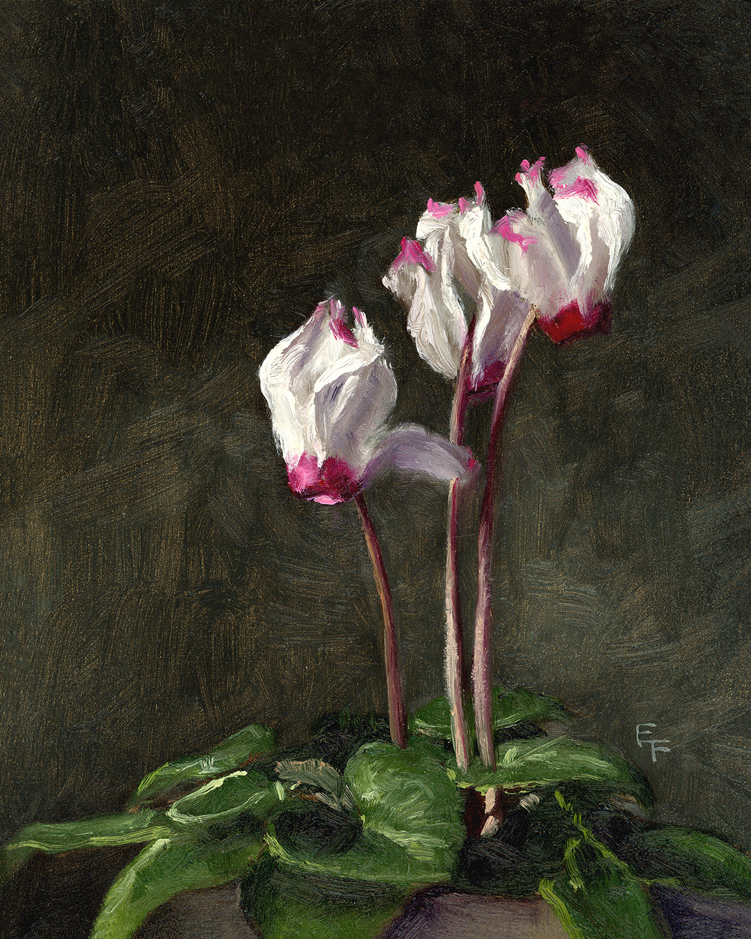 December 2025 - Limited Edition Print - White Cyclemen