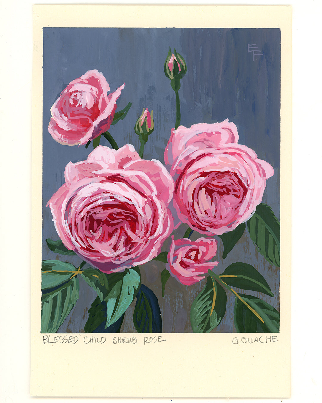 Blessed Child Shrub Rose, Gouache, Framed