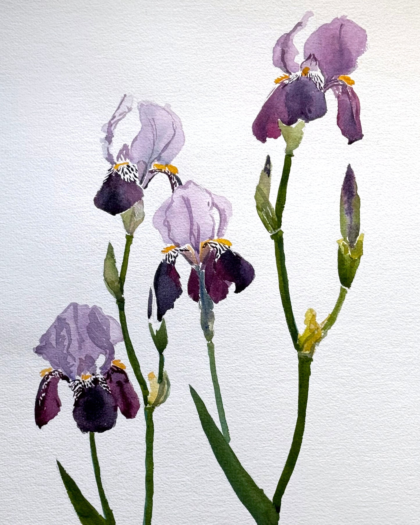 ORIGINAL ART: Irises, unframed watercolor, 22.5 x 16 inches