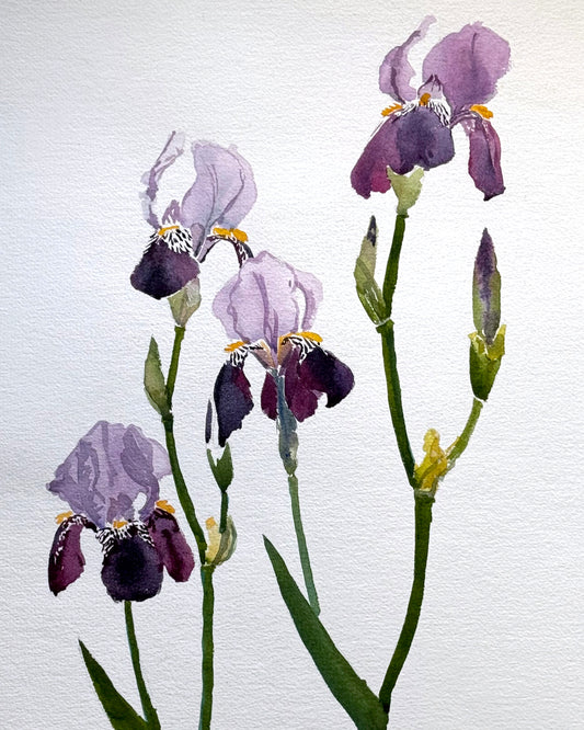 ORIGINAL ART: Irises, unframed watercolor, 22.5 x 16 inches